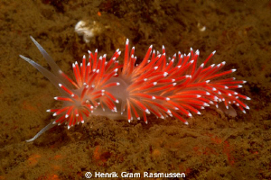 Flambelina by Henrik Gram Rasmussen 